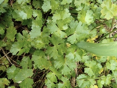 Hydrocotyle batrachium