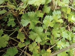 Hydrocotyle batrachium