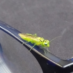 Rhogogaster chlorosoma