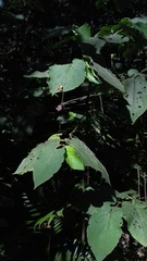 Piper auritum