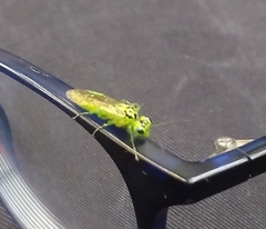 Rhogogaster chlorosoma