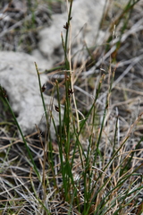 Juncus arcticus