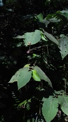 Piper auritum