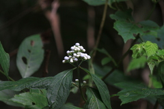 Hydrangea febrifuga