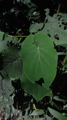 Piper auritum