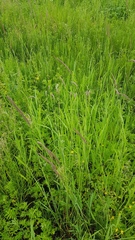 Hordeum brevisubulatum