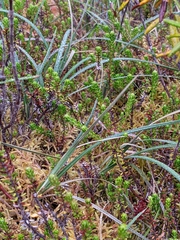 Carex magellanica