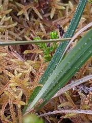 Carex magellanica