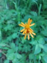 Tephroseris porphyrantha