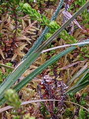 Carex magellanica