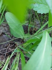 Tephroseris porphyrantha