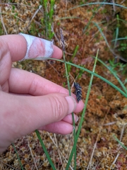 Carex magellanica
