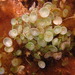 Acetabularia calyculus - Photo (c) Kent Miller,  זכויות יוצרים חלקיות (CC BY-ND), הועלה על ידי Kent Miller