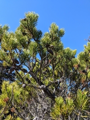 Pinus contorta bolanderi
