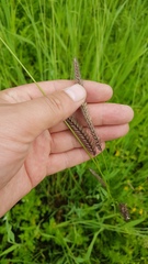 Hordeum brevisubulatum
