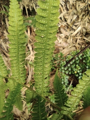 Coryphopteris angulariloba