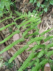 Coryphopteris angulariloba