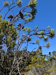 Pinus contorta bolanderi