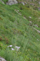 Festuca nigrescens