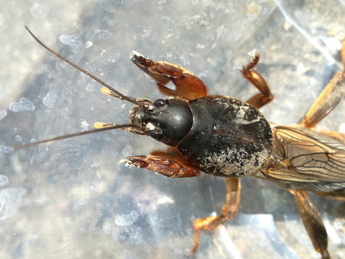 Rovci (Gryllotalpa)