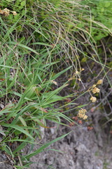 Luzula lutea