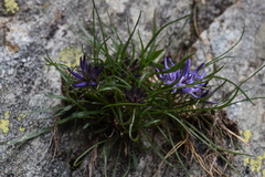 Phyteuma hedraianthifolium