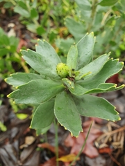 Leucospermum