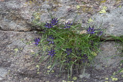 Phyteuma hedraianthifolium