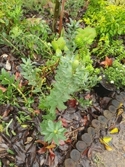 Leucospermum
