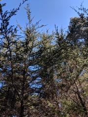 Cupressus pygmaea