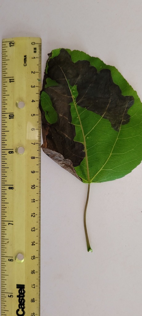 Agromyza isolata