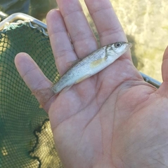 Barbus peloponnesius