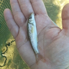 Barbus peloponnesius