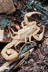 Centruroides limpidus