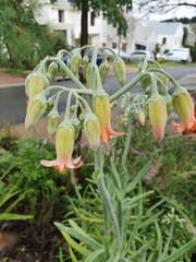 Cotyledon orbiculata dactylopsis