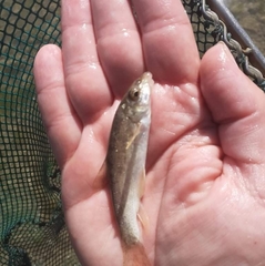 Barbus peloponnesius