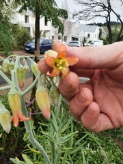 Cotyledon orbiculata dactylopsis