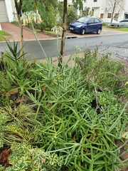 Cotyledon orbiculata dactylopsis