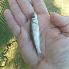 Barbus peloponnesius