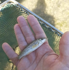 Barbus peloponnesius