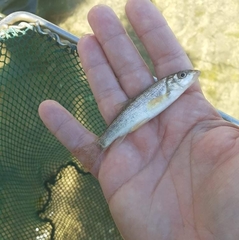 Barbus peloponnesius