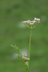Mutellina purpurea