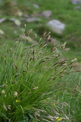 Carex sempervirens