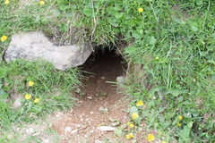 Marmota marmota