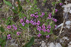 Silene acaulis exscapa