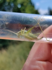 Poecilimon intermedius