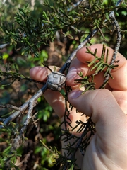 Cupressus pygmaea