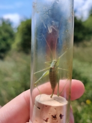 Poecilimon intermedius