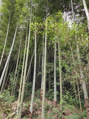 Phyllostachys edulis