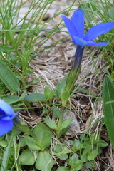 Gentiana brachyphylla brachyphylla